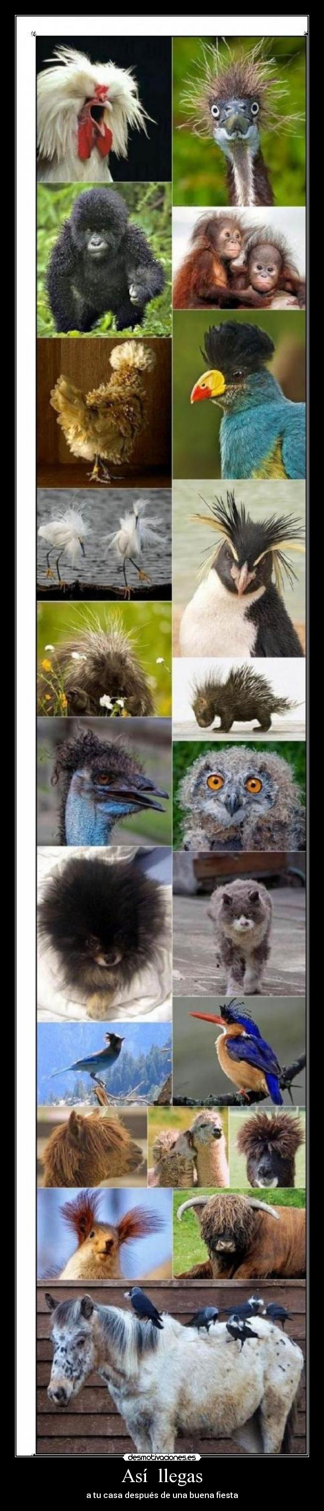 carteles fvfv desmotivaciones