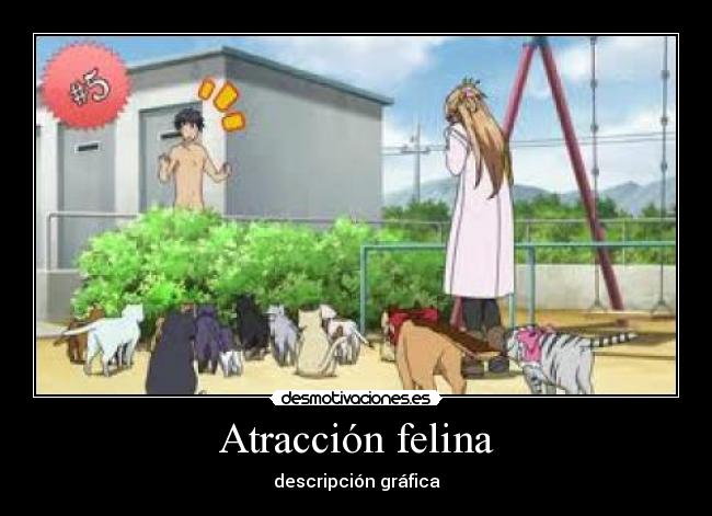 Atracción felina - descripción gráfica