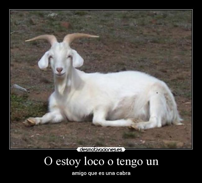 O estoy loco o tengo un - amigo que es una cabra