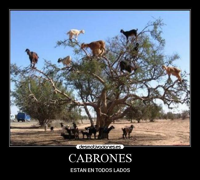 CABRONES - ESTAN EN TODOS LADOS