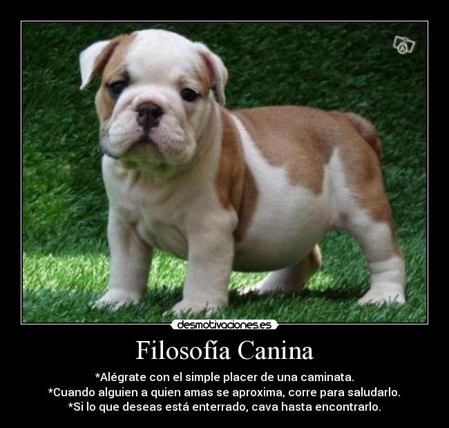 Filosofía Canina - *Alégrate con el simple placer de una caminata.
*Cuando alguien a quien amas se aproxima, corre para saludarlo.
*Si lo que deseas está enterrado, cava hasta encontrarlo.