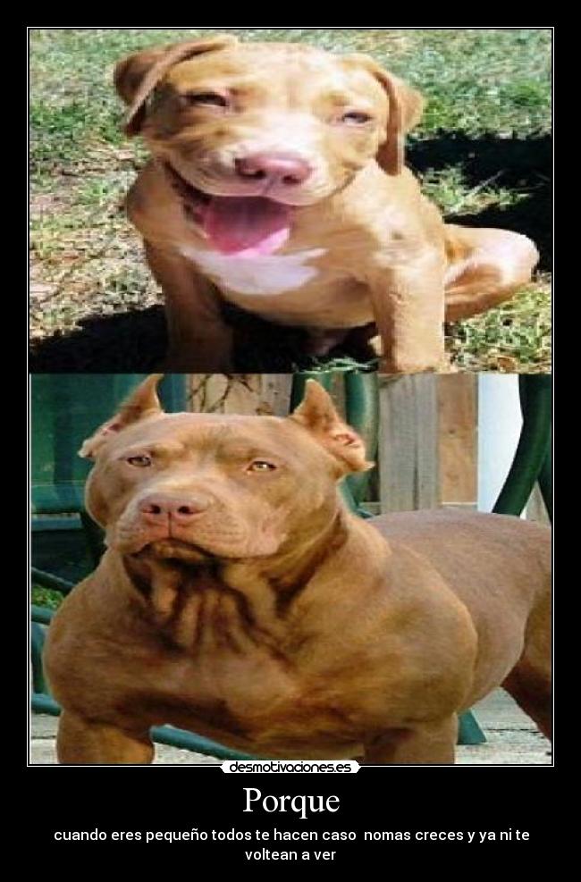 Porque - cuando eres pequeño todos te hacen caso  nomas creces y ya ni te voltean a ver