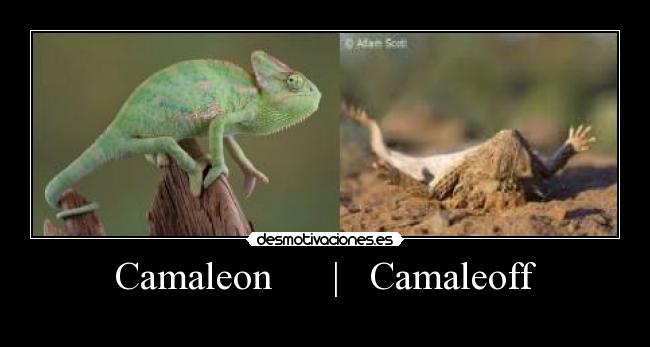 Camaleon      |   Camaleoff - 