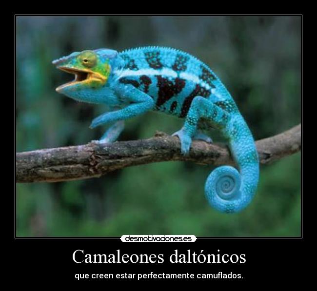 Camaleones daltónicos - que creen estar perfectamente camuflados.