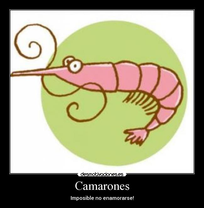 Camarones - Imposible no enamorarse!