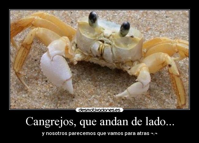 carteles cangrejos desmotivaciones