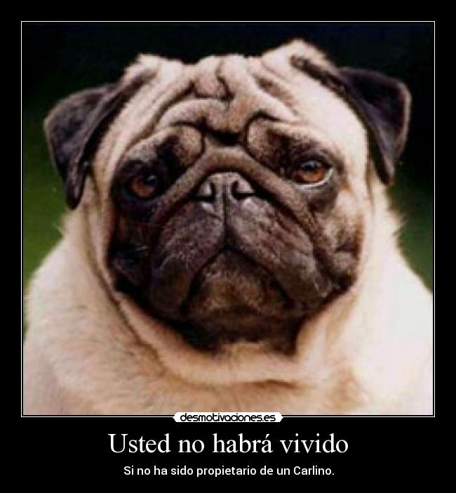 carteles concursocarlinosjimdocom pugs carlino mops doguillo concursocarlinos desmotivaciones