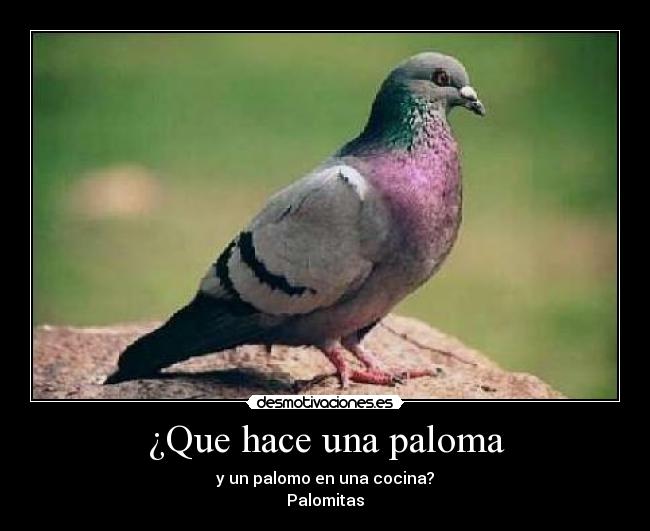 carteles lol chistaco palomitas palomo paloma aburrimiento desmotivaciones