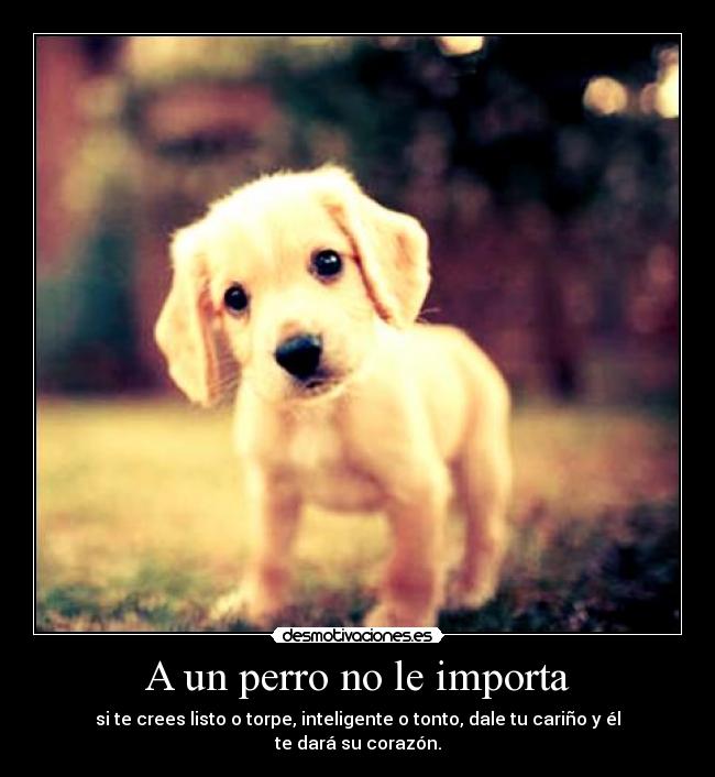 A un perro no le importa - 