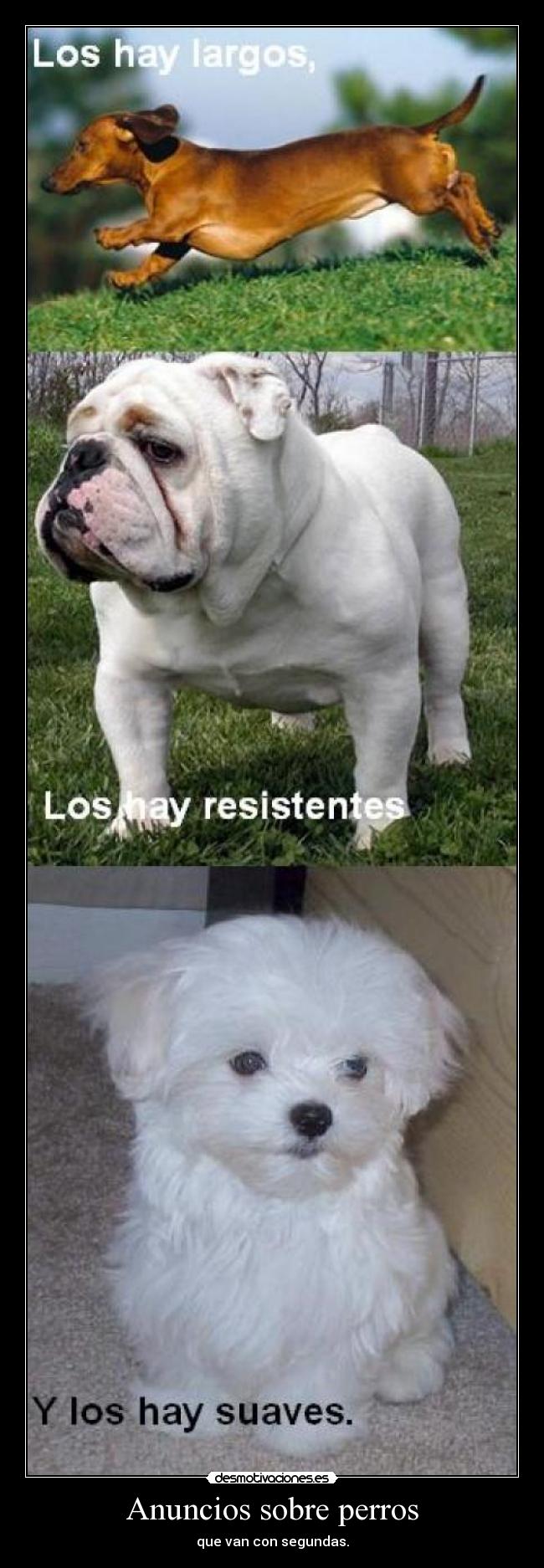 Anuncios sobre perros - 