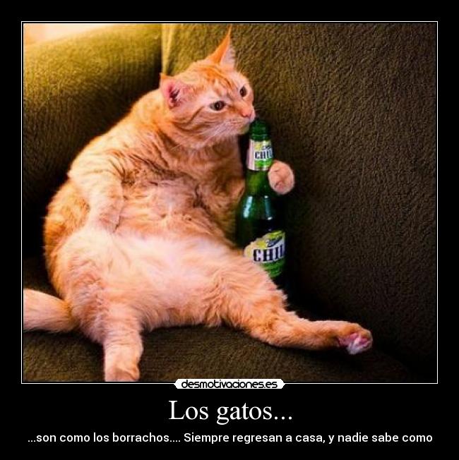 Los gatos... -