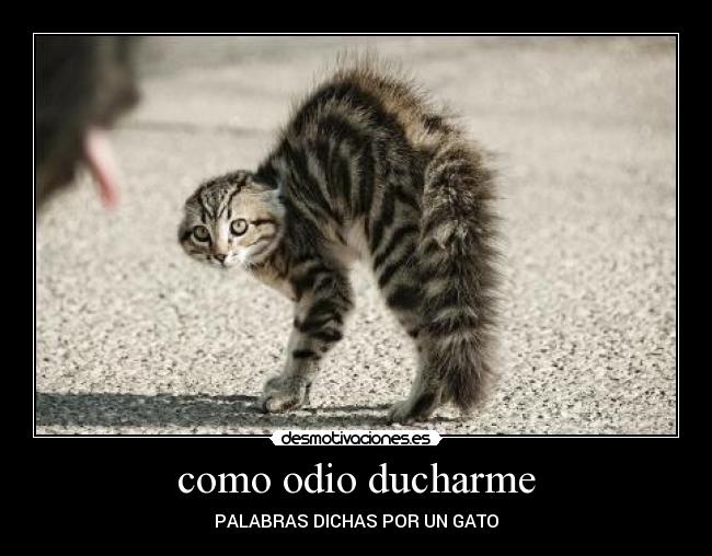 como odio ducharme -