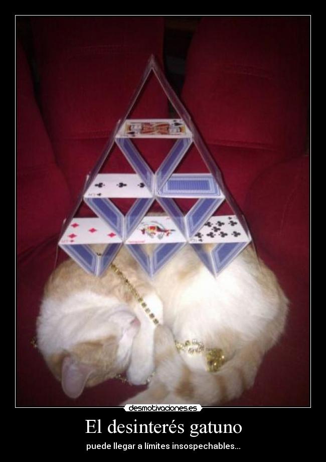El desinterés gatuno -