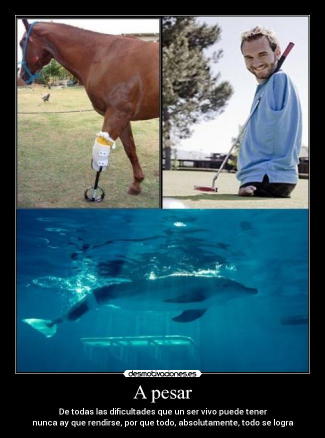 A pesar - De todas las dificultades que un ser vivo puede tener
nunca ay que rendirse, por que todo, absolutamente, todo se logra