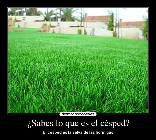 ¿Sabes lo que es el césped? - 