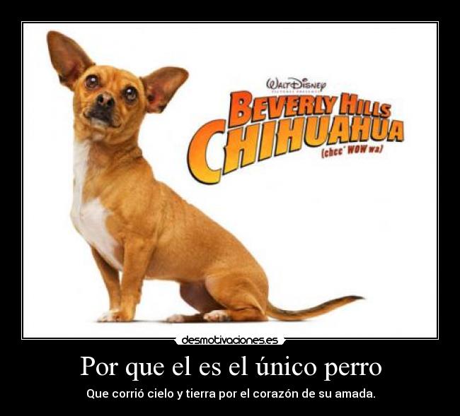 Por que el es el único perro - Que corrió cielo y tierra por el corazón de su amada.