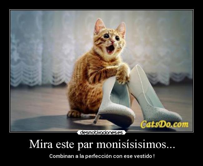 carteles gato designer desmotivaciones