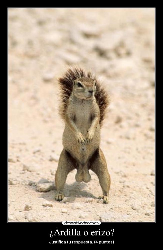 ¿Ardilla o erizo? -