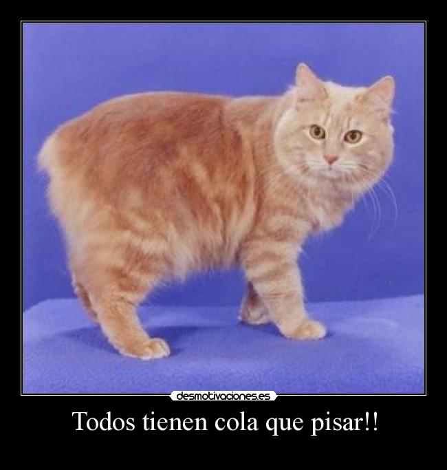 Todos tienen cola que pisar!! - 