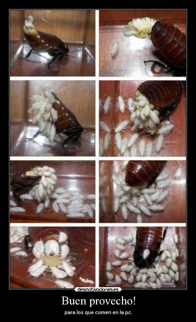 Buen provecho! - para los que comen en la pc.