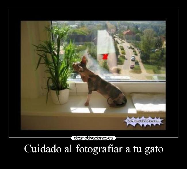 Cuidado al fotografiar a tu gato - 