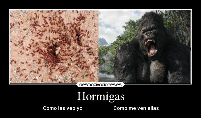 Hormigas - Como las veo yo Como me ven ellas