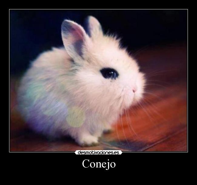 Conejo -