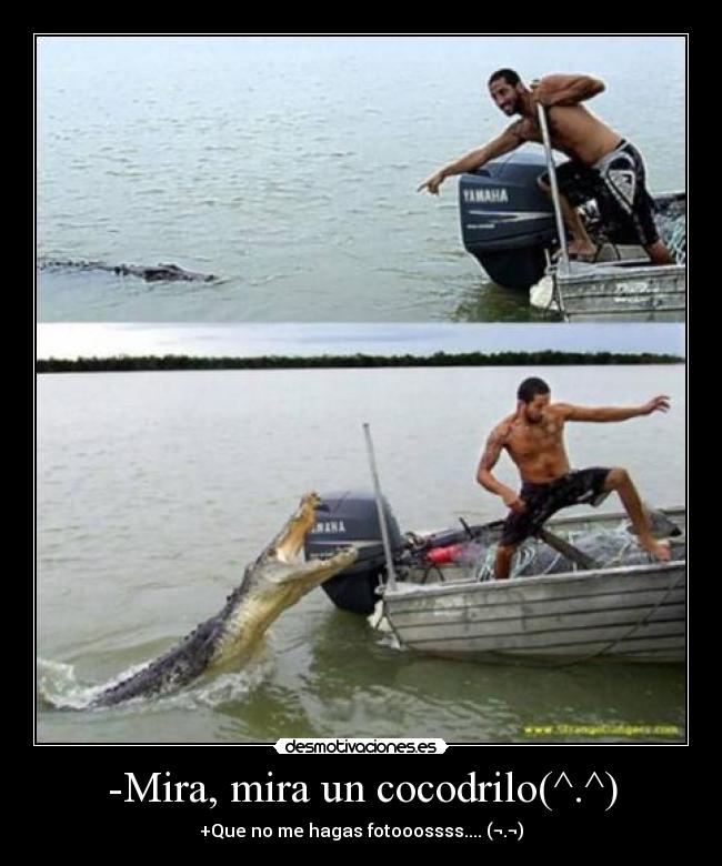 carteles mira mira cocodrilo desmotivaciones
