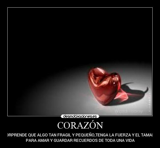 CORAZÓN - SORPRENDE QUE ALGO TAN FRAGIL Y PEQUEÑO,TENGA LA FUERZA Y EL TAMAÑO
PARA AMAR Y GUARDAR RECUERDOS DE TODA UNA VIDA