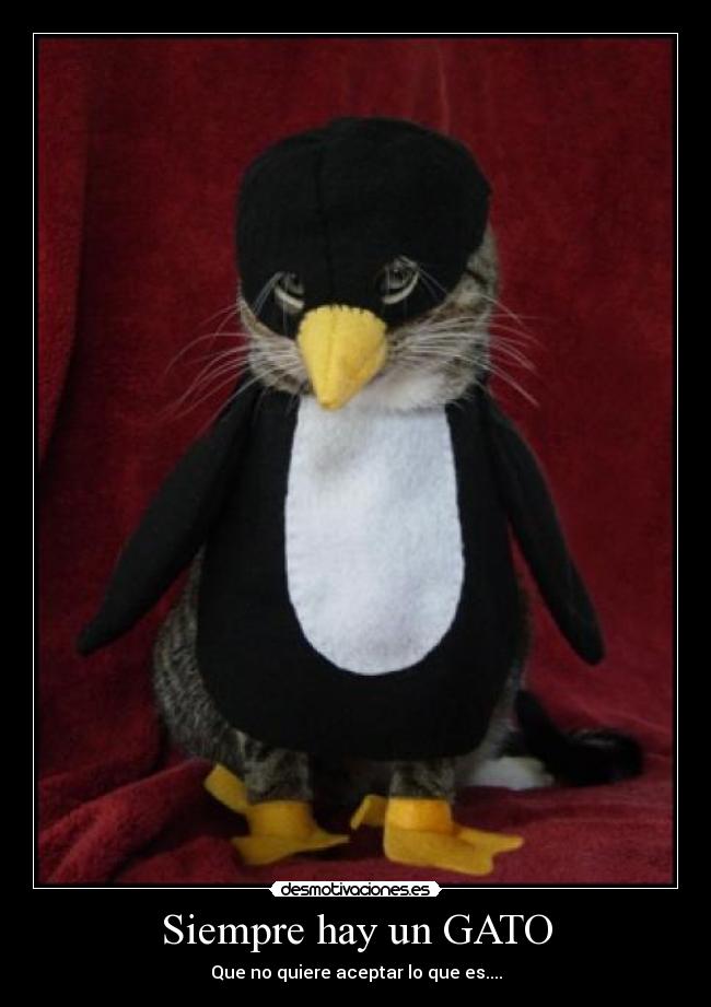 Siempre hay un GATO - 
