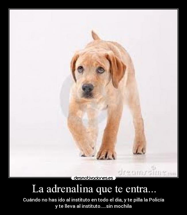 La adrenalina que te entra... - 