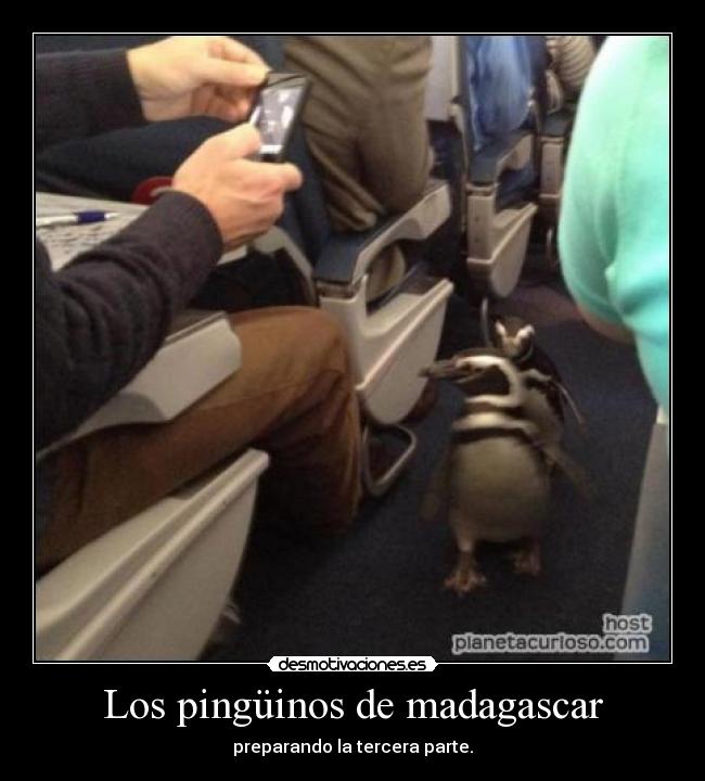 Los pingüinos de madagascar - preparando la tercera parte.
