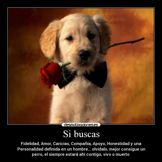 Si buscas - Fidelidad, Amor, Caricias, Compañía, Apoyo, Honestidad y una
Personalidad definida en un hombre... olvídalo, mejor consigue un
perro, el siempre estará ahí contigo, vivo o muerto