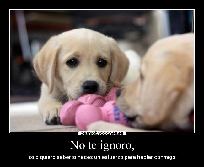 No te ignoro, - solo quiero saber si haces un esfuerzo para hablar conmigo.