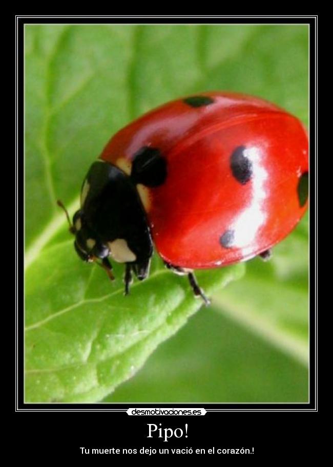 Pipo! - Tu muerte nos dejo un vació en el corazón.!