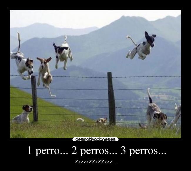 1 perro... 2 perros... 3 perros... -
