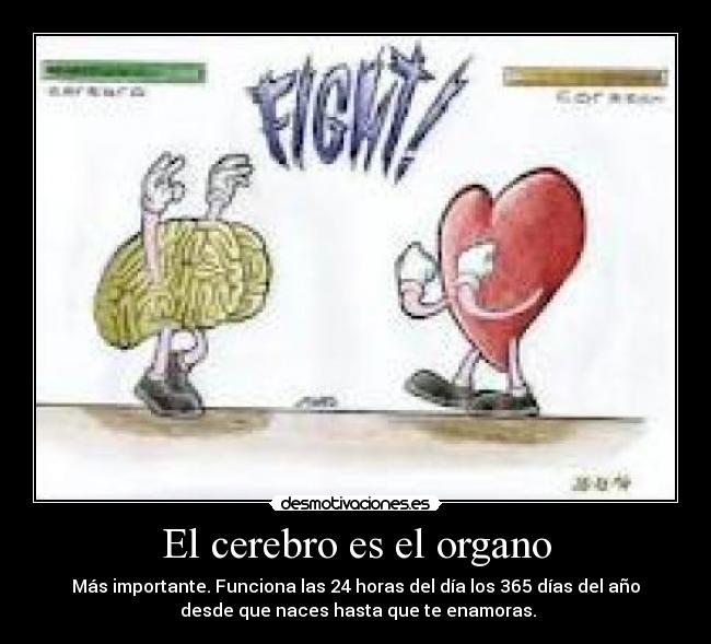 El cerebro es el organo -