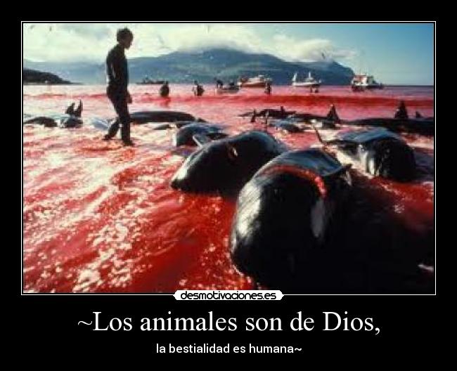 ~Los animales son de Dios, - la bestialidad es humana~