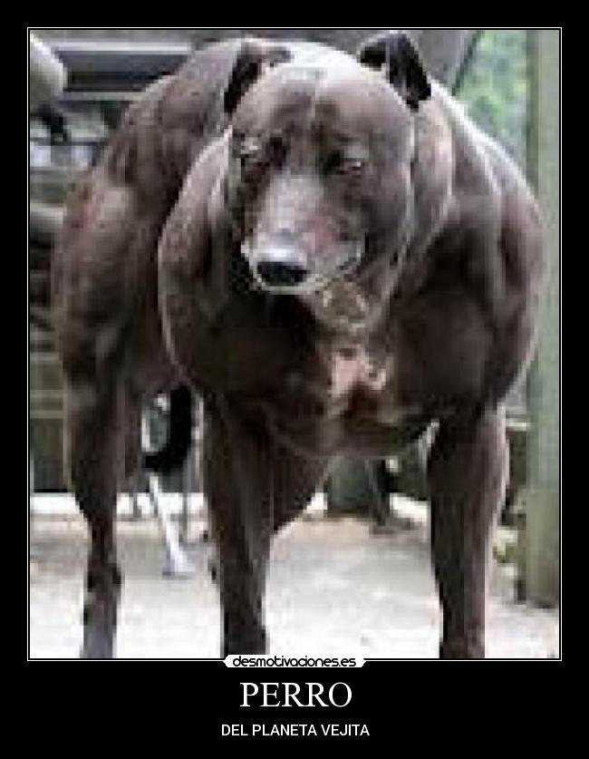 PERRO - 