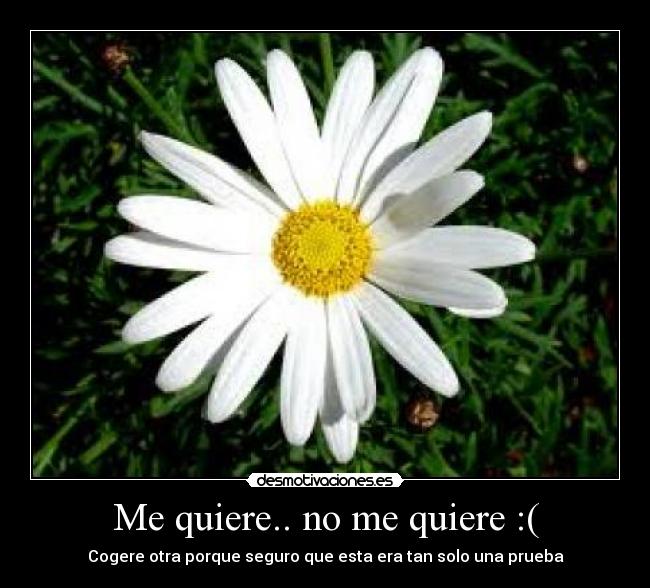 Me quiere.. no me quiere :( - 