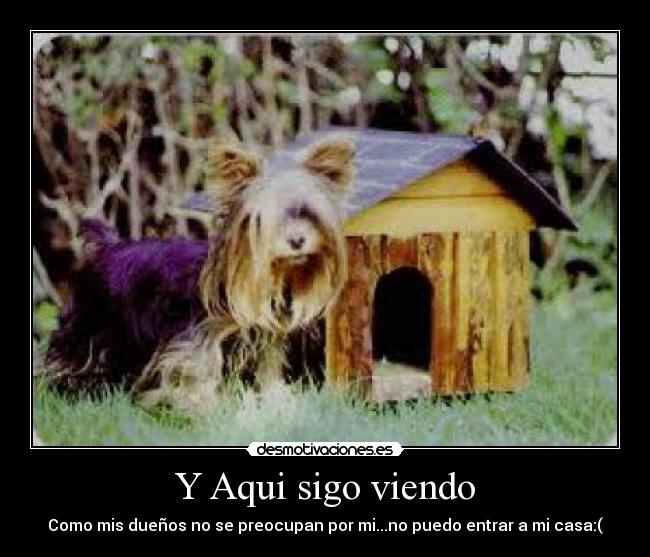 Y Aqui sigo viendo - Como mis dueños no se preocupan por mi...no puedo entrar a mi casa:(