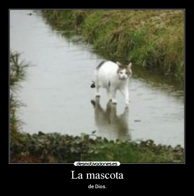 carteles mascota dios gatoswaltk desmotivaciones
