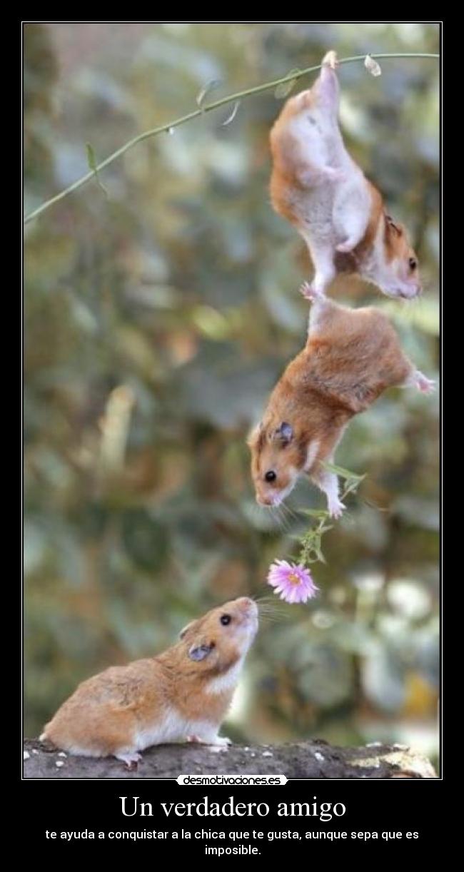 Un verdadero amigo - te ayuda a conquistar a la chica que te gusta, aunque sepa que es imposible.