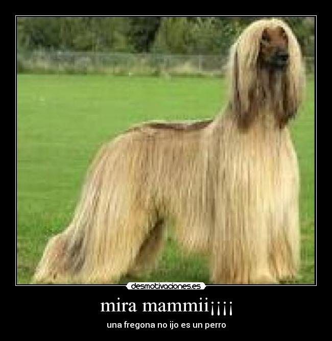 mira mammii¡¡¡¡ - una fregona no ijo es un perro