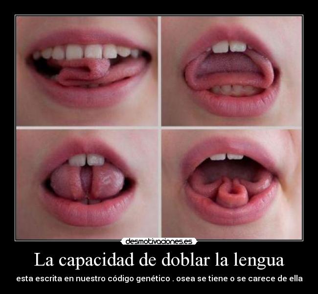 La capacidad de doblar la lengua - esta escrita en nuestro código genético . osea se tiene o se carece de ella