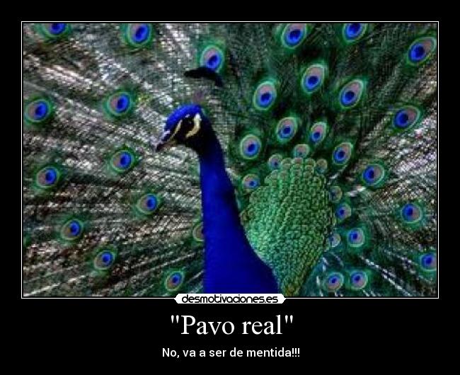 Pavo real - 