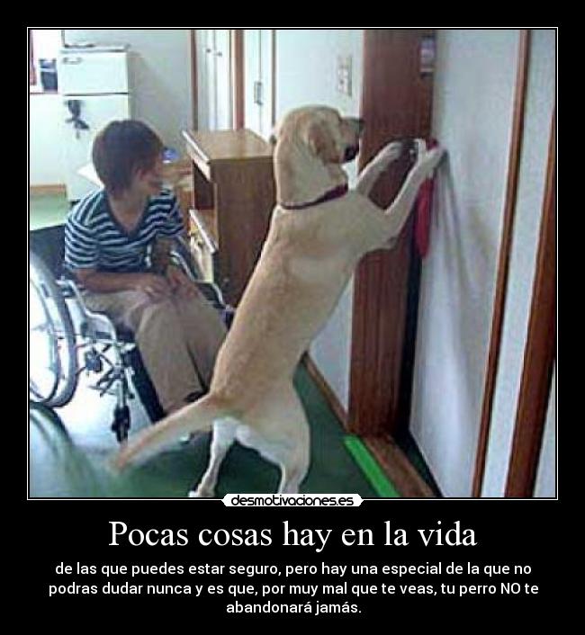 Pocas cosas hay en la vida - de las que puedes estar seguro, pero hay una especial de la que no
podras dudar nunca y es que, por muy mal que te veas, tu perro NO te
abandonará jamás.