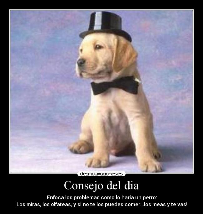 Consejo del dia - Enfoca los problemas como lo haria un perro:
Los miras, los olfateas, y si no te los puedes comer...los meas y te vas!