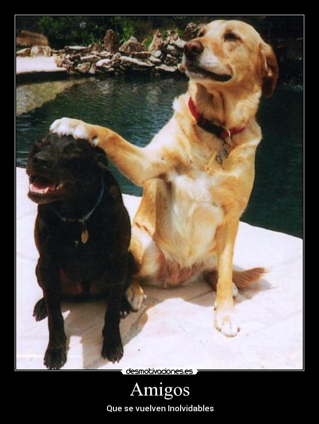 carteles amigos 252525 desmotivaciones