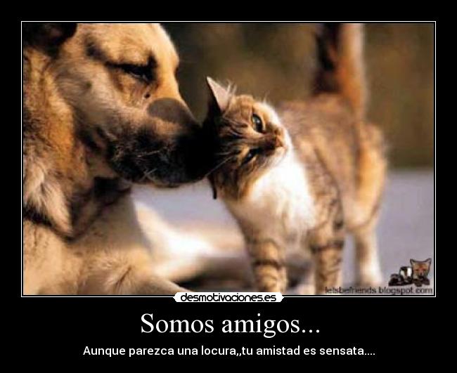 Somos amigos... - 